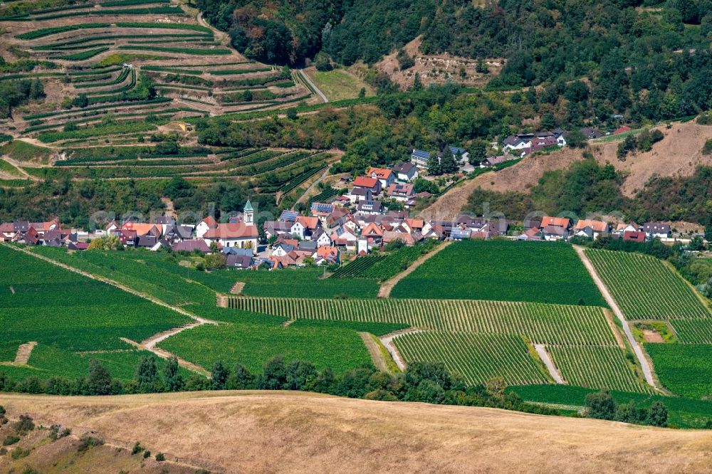 Schelingen from above - Village - view on the edge of agricultural fields and farmland in Schelingen in the state Baden-Wurttemberg, Germany