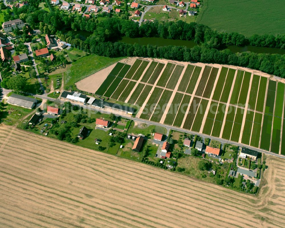 Naunhof from above - Agricultural land and field boundaries surround the settlement area of the village in Naunhof in the state Saxony, Germany