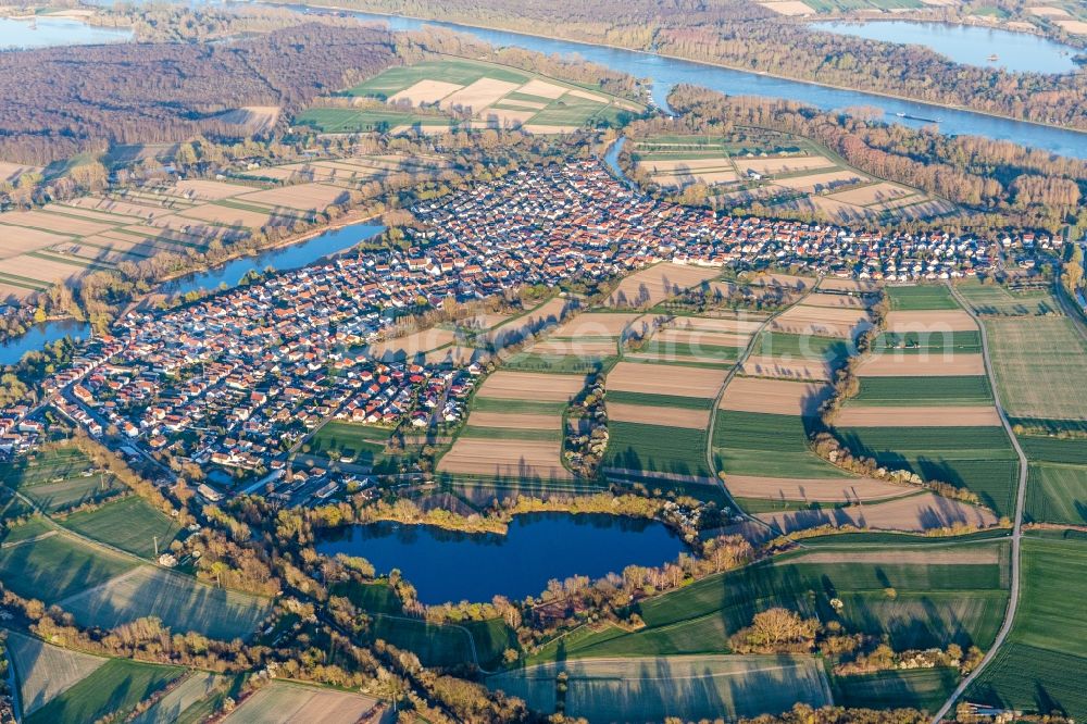 Neuburg am Rhein from above - Village on the river bank areas of the Rhine river in Neuburg am Rhein in the state Rhineland-Palatinate, Germany