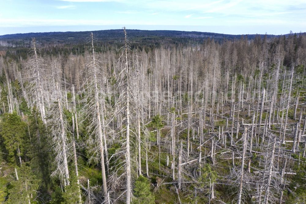 Sankt Andreasberg from the bird's eye view: Aerial photograph of dead spruces, by infestation of bark beetles in Sankt Andreasberg in the state Lower Saxony, Germany