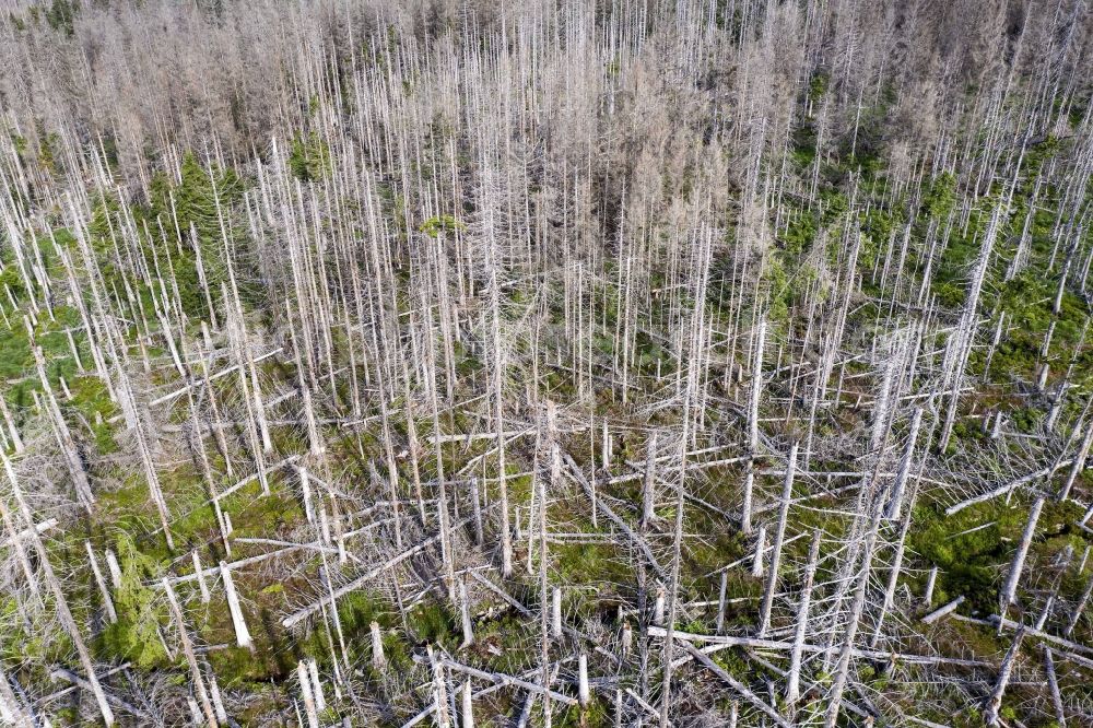 Aerial image Sankt Andreasberg - Aerial photograph of dead spruces, by infestation of bark beetles in Sankt Andreasberg in the state Lower Saxony, Germany