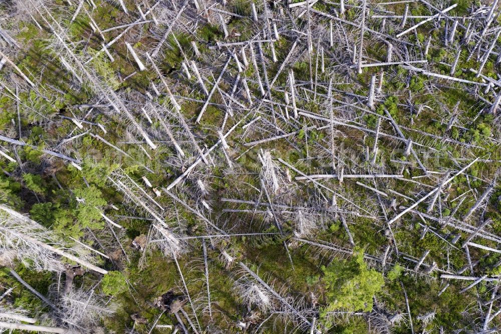 Aerial photograph Sankt Andreasberg - Aerial photograph of dead spruces, by infestation of bark beetles in Sankt Andreasberg in the state Lower Saxony, Germany