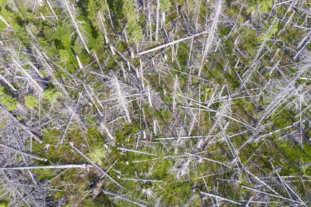 Aerial image Sankt Andreasberg - Aerial photograph of dead spruces, by infestation of bark beetles in Sankt Andreasberg in the state Lower Saxony, Germany