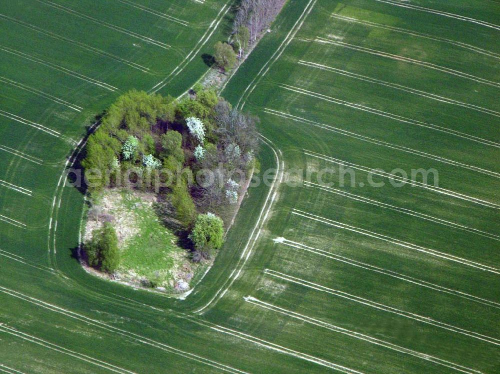 Aerial image Eggersdorf bei Müncheberg - Eggersdorf bei Müncheberg: Rapsblüte und Felder bei Eggersdorf in Müncheberg