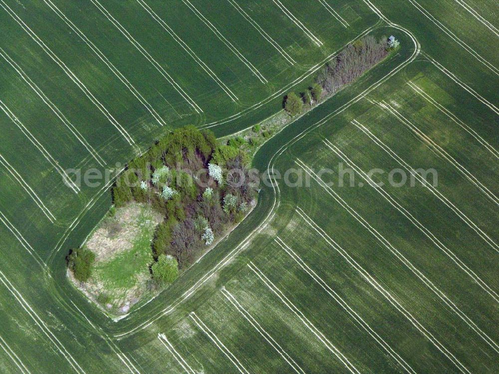 Aerial photograph Eggersdorf bei Müncheberg - Eggersdorf bei Müncheberg: Rapsblüte und Felder bei Eggersdorf in Müncheberg