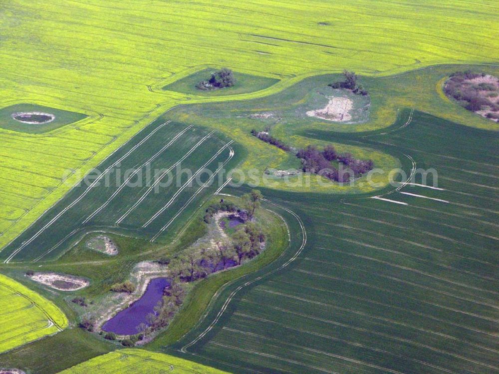 Eggersdorf bei Müncheberg from the bird's eye view: Eggersdorf bei Müncheberg: Rapsblüte und Felder bei Eggersdorf in Müncheberg