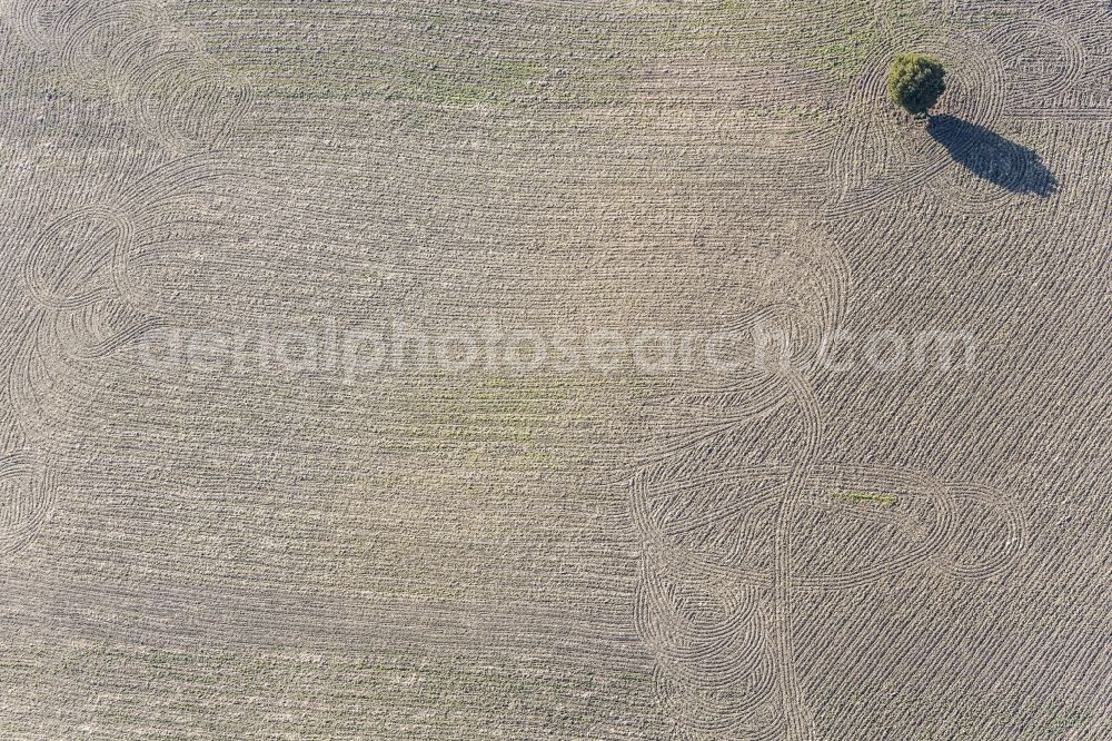 Aerial photograph Wurmsham - Lonely tree on a field at Seifried Woerth in Bavaria in Wurmsham