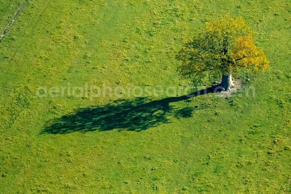 Aerial photograph Meschede - Single tree in Meschede in the state North Rhine-Westphalia