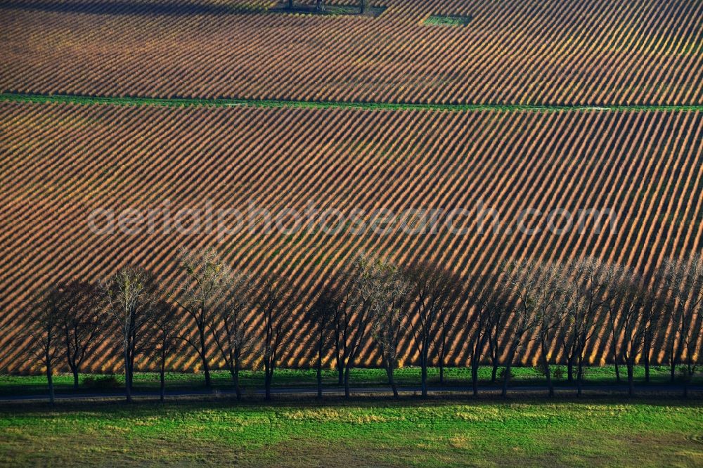 Aerial photograph Großwoltersdorf - Leafless tree rows on a field edge at Großwoltersdorf in Brandenburg