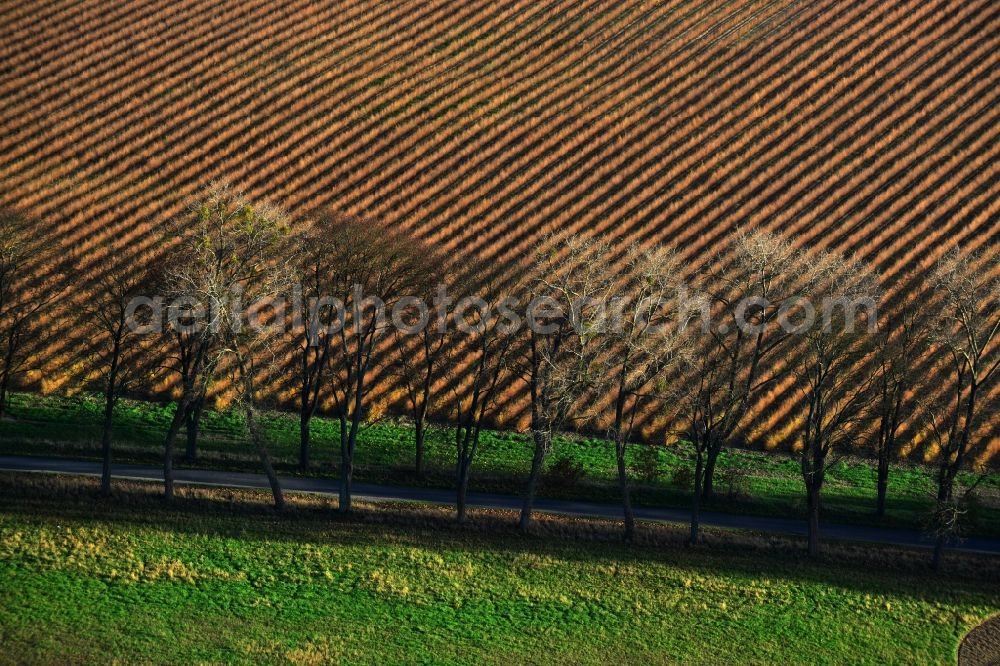 Großwoltersdorf from the bird's eye view: Leafless tree rows on a field edge at Großwoltersdorf in Brandenburg