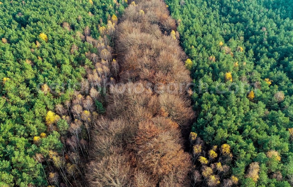 Aerial photograph Sieversdorf - Defoliated and bare deciduous and mixed forest tree tops in a wooded area in Sieversdorf in the state Brandenburg, Germany