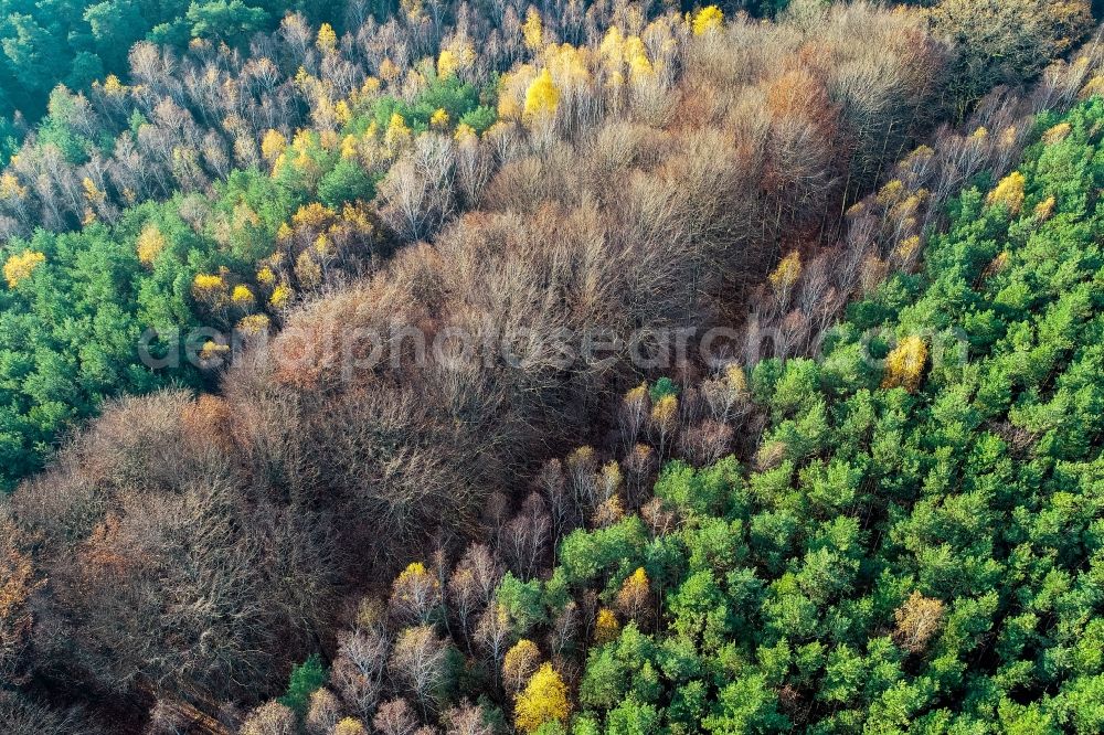 Sieversdorf from the bird's eye view: Defoliated and bare deciduous and mixed forest tree tops in a wooded area in Sieversdorf in the state Brandenburg, Germany