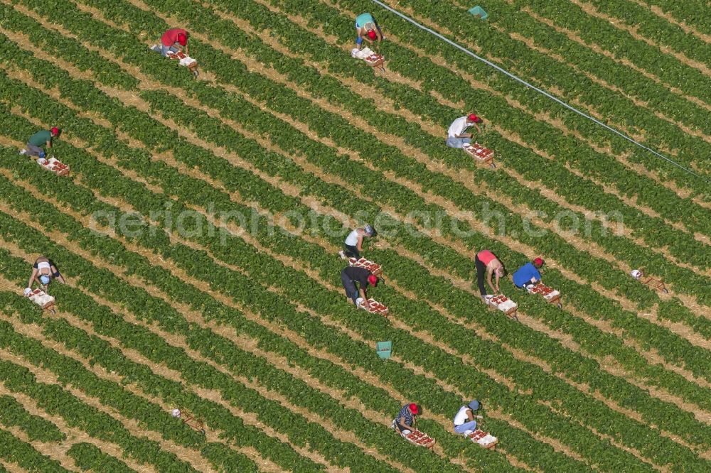 Aerial photograph Hamm - View of Strawberry - harvest on field - rows at Hamm in North Rhine-Westphalia