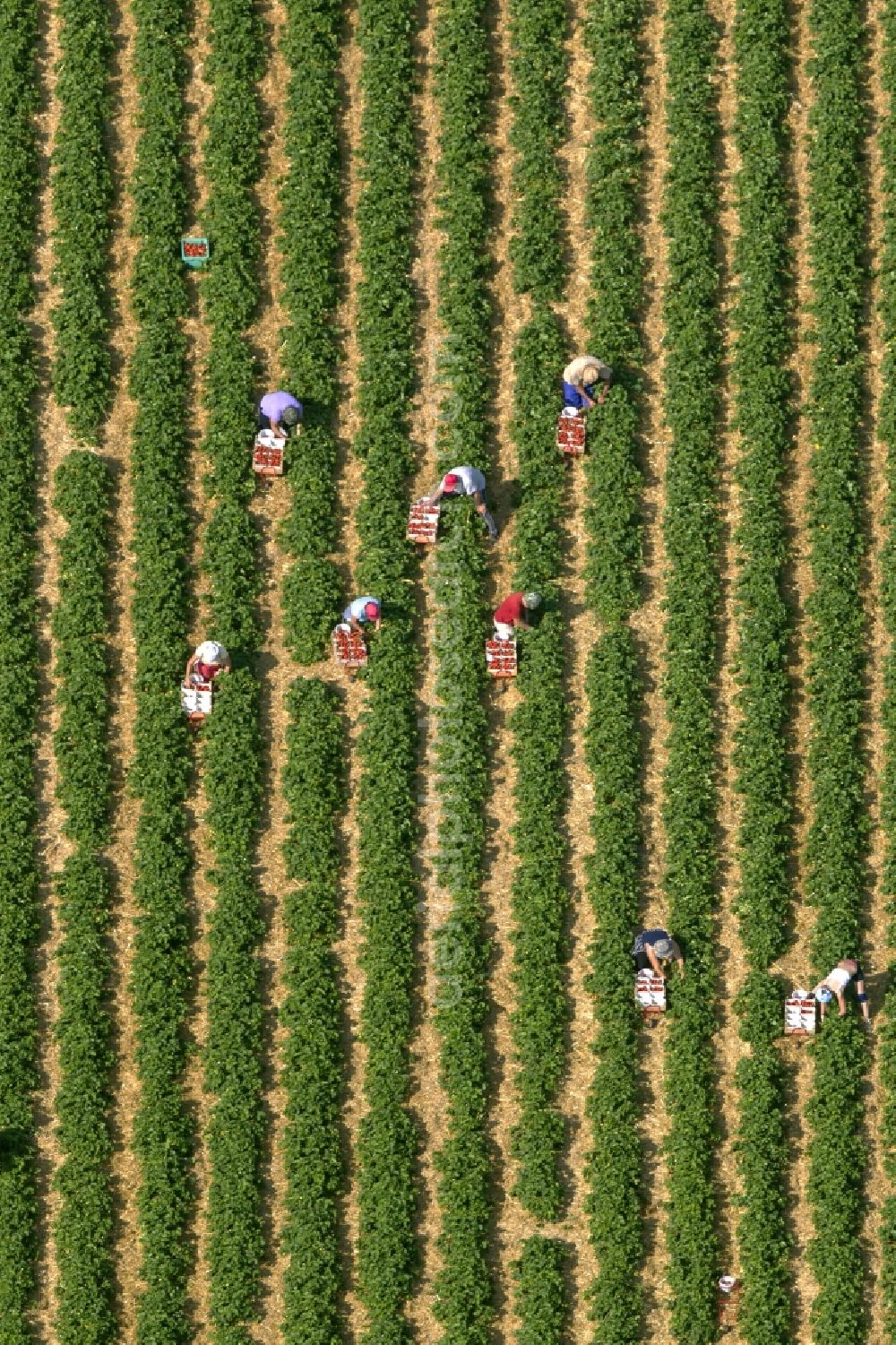 Hamm from above - View of Strawberry - harvest on field - rows at Hamm in North Rhine-Westphalia