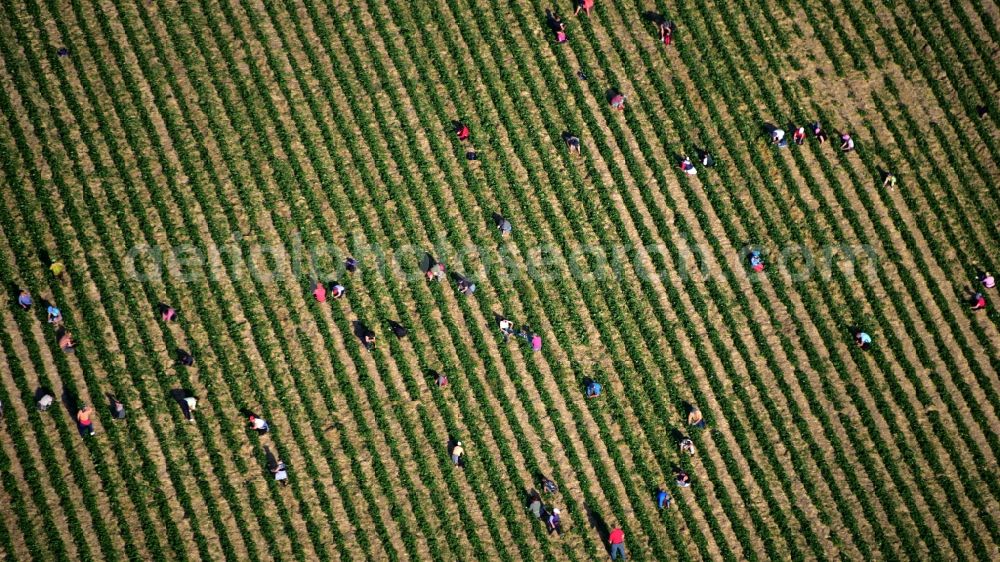 Oeverich from above - Work on the strawberry harvest with harvest workers on rows of agricultural fields in Oeverich in the state Rhineland-Palatinate, Germany