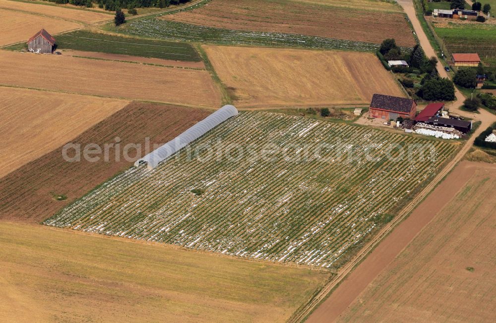 Bischleben from the bird's eye view: Strawberry field near Bischleben in Erfurt in Thuringia