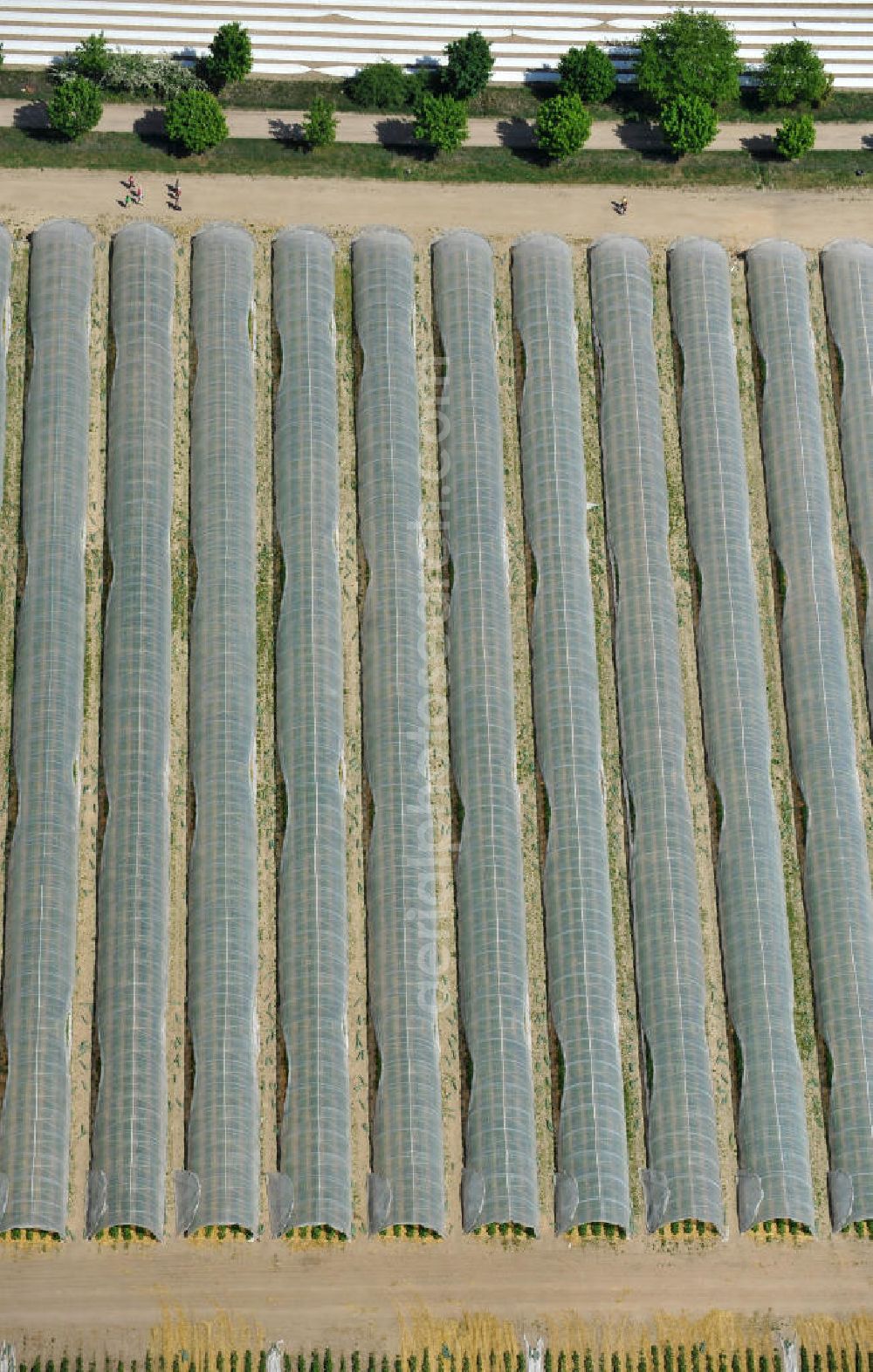 Aerial image Beelitz - Erdbeerfelder bei Beelitz / Schönefeld. Strawberry fields.