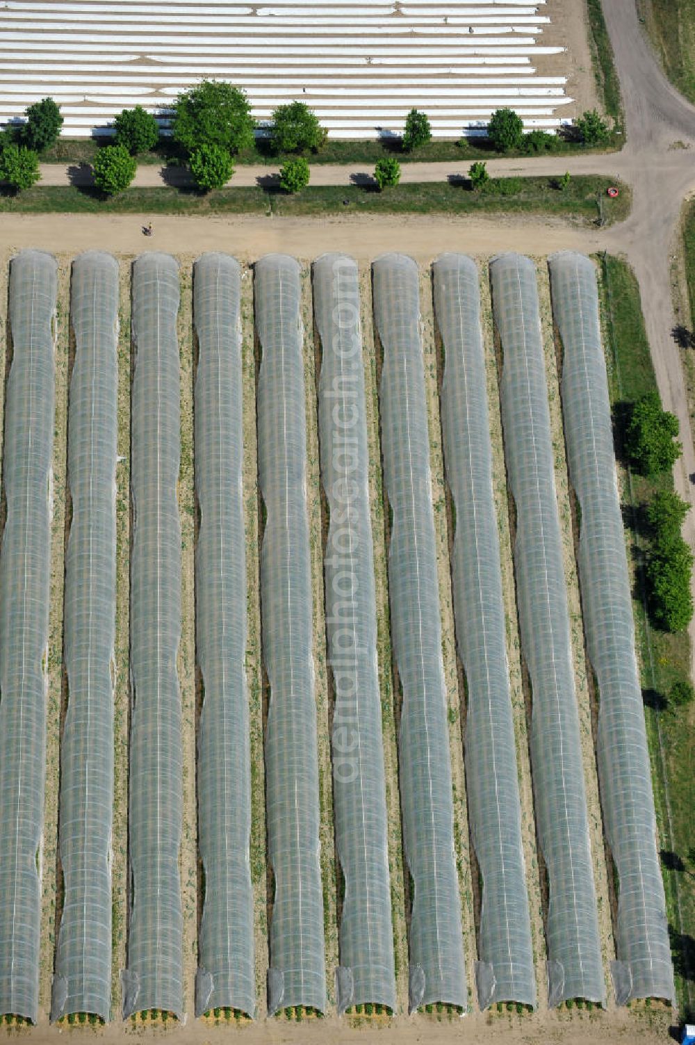 Aerial photograph Beelitz - Erdbeerfelder bei Beelitz / Schönefeld. Strawberry fields.