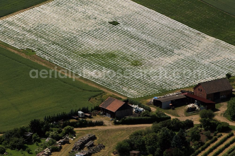 Erfurt from above - View at some strawberry fields nearby Erfurt at the street Motzstraße in the state of Thuringia