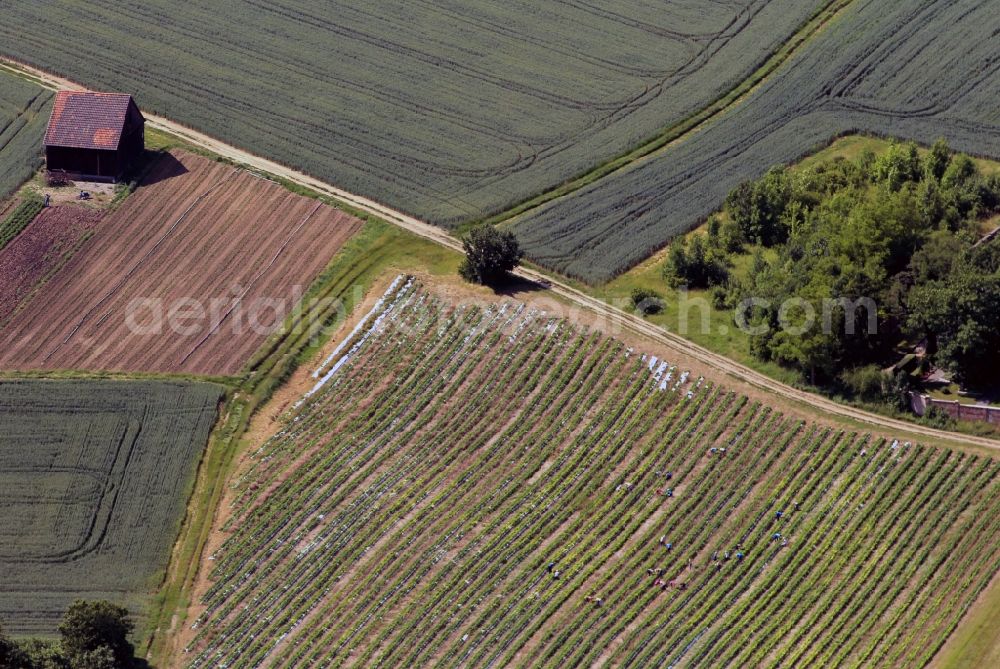 Erfurt from the bird's eye view: View at some strawberry fields nearby Erfurt at the street Motzstraße in the state of Thuringia