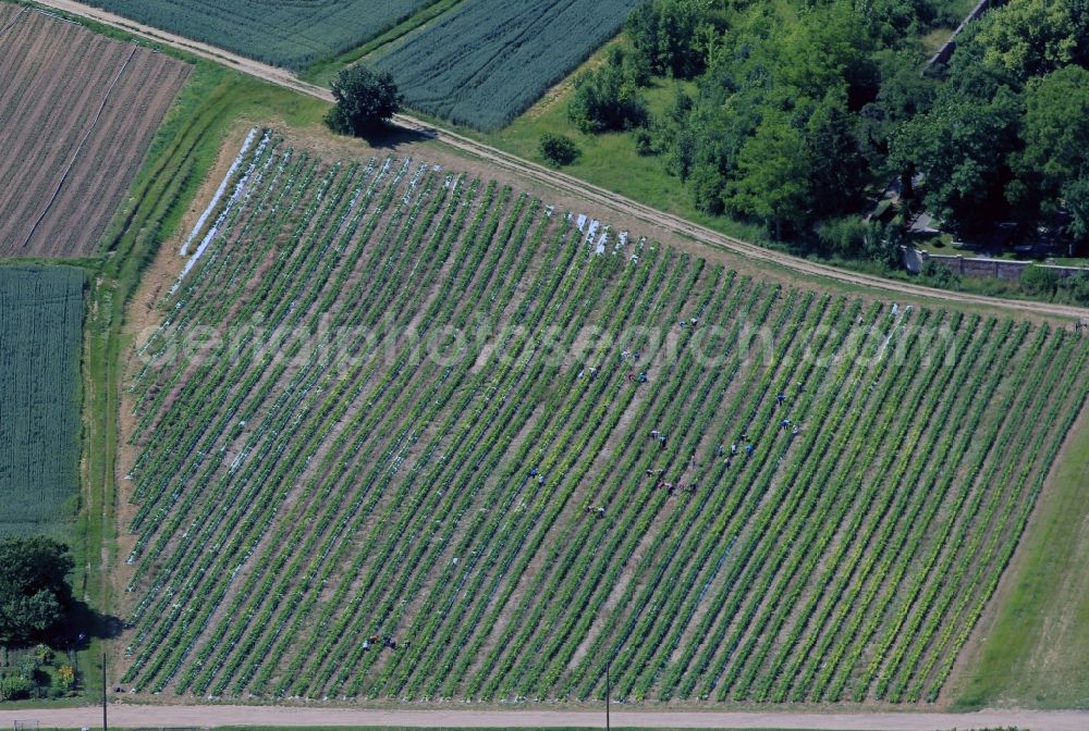 Aerial image Erfurt - View at some strawberry fields nearby Erfurt at the street Motzstraße in the state of Thuringia