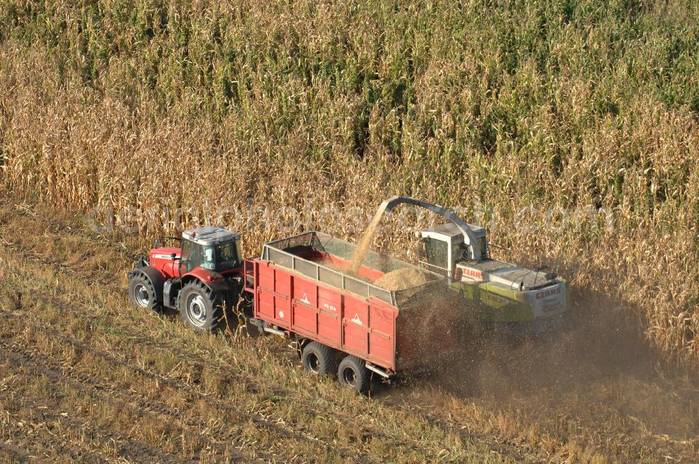 Aerial photograph Ribbeck - Herbstimpressionen der besonderen Art bieten sich dem Betrachter aus der Vogelperspektive bei der Ernte im brandenburgischen Ribbeck.