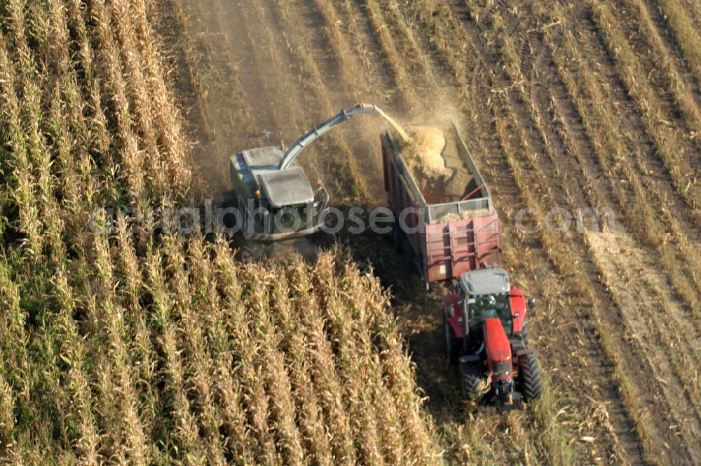 Aerial photograph Ribbeck - Herbstimpressionen der besonderen Art bieten sich dem Betrachter aus der Vogelperspektive bei der Ernte im brandenburgischen Ribbeck.