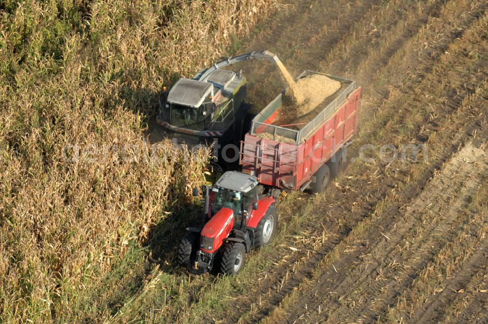 Aerial photograph Ribbeck - Herbstimpressionen der besonderen Art bieten sich dem Betrachter aus der Vogelperspektive bei der Ernte im brandenburgischen Ribbeck.