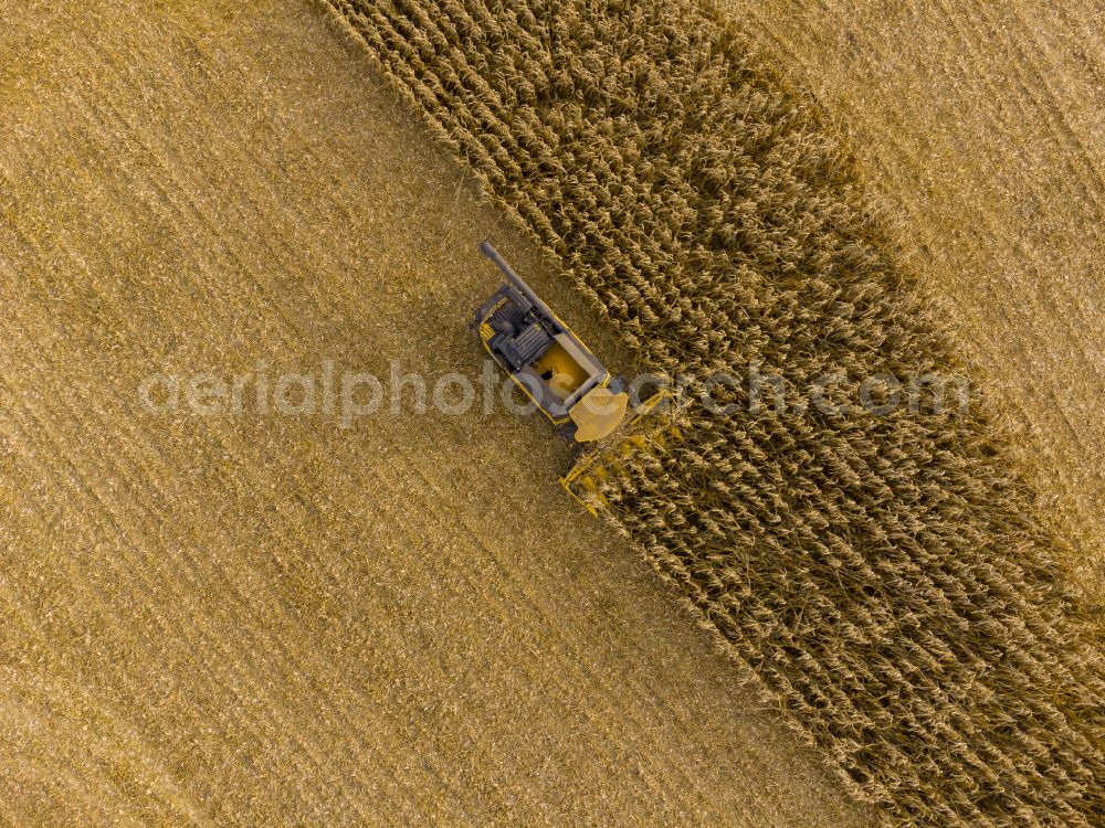 Bannewitz from above - Corn harvesting with heavy agricultural machinery - combine harvesters and harvesting vehicles on agricultural fields along the road Alter Postweg in Bannewitz in the state of Saxony, Germany