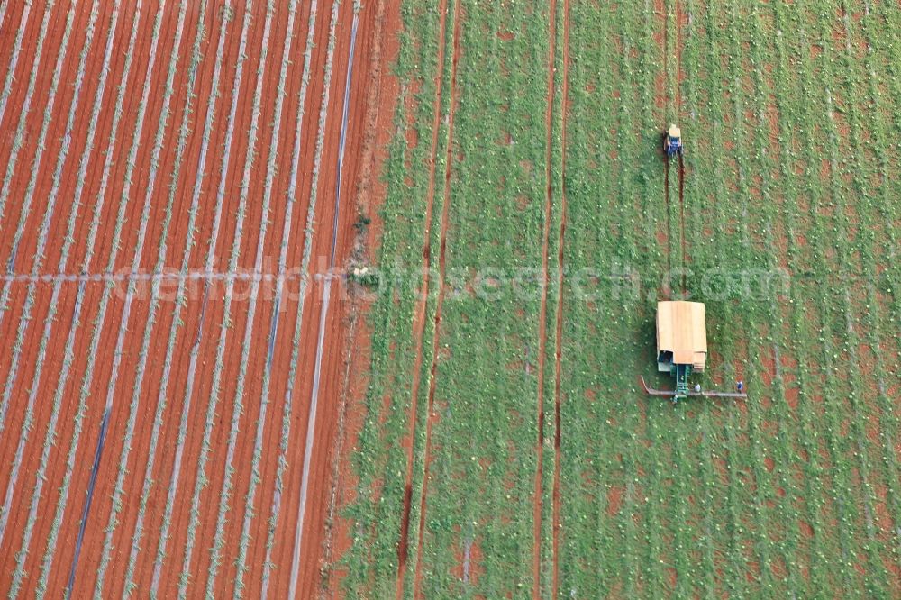 Manacor from the bird's eye view: Harvest use of heavy agricultural machinery and harvesting vehicles on agricultural fields in Manacor in Mallorca in Balearic Islands, Spain