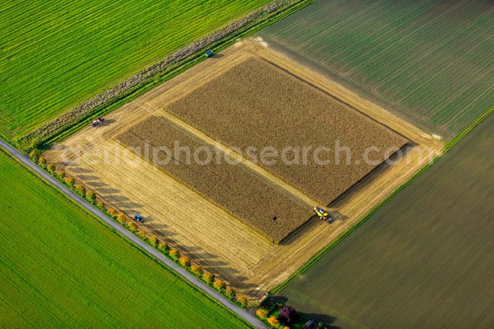 Aerial image Dortmund - Harvest use of heavy agricultural machinery - combine harvesters and harvesting vehicles on agricultural fields in Dortmund in the state North Rhine-Westphalia