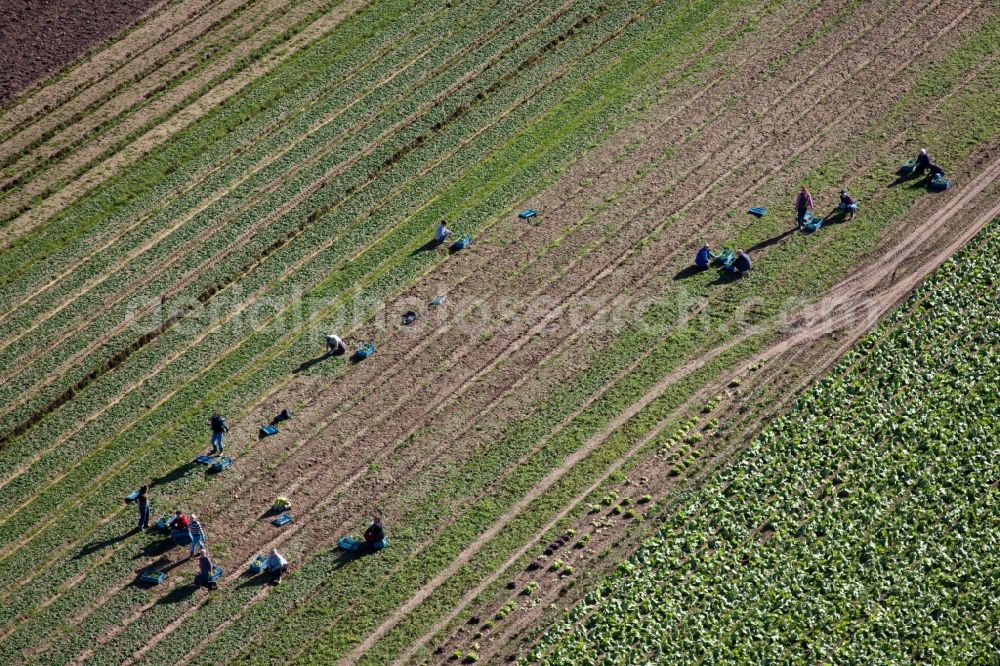 Kandel from the bird's eye view: Harvest on agricultural fields in Kandel in the state Rhineland-Palatinate