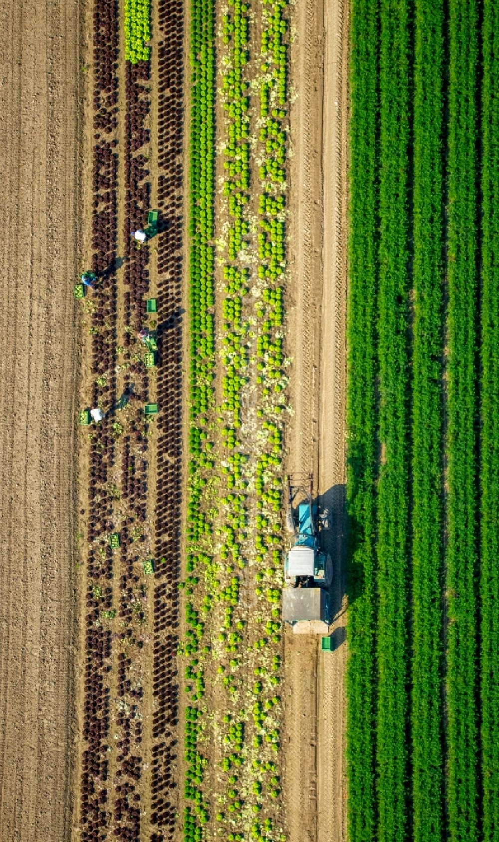 Löhne from above - Harvest use of heavy agricultural machinery - combine harvesters and harvesting vehicles on agricultural fields in Loehne in the state North Rhine-Westphalia