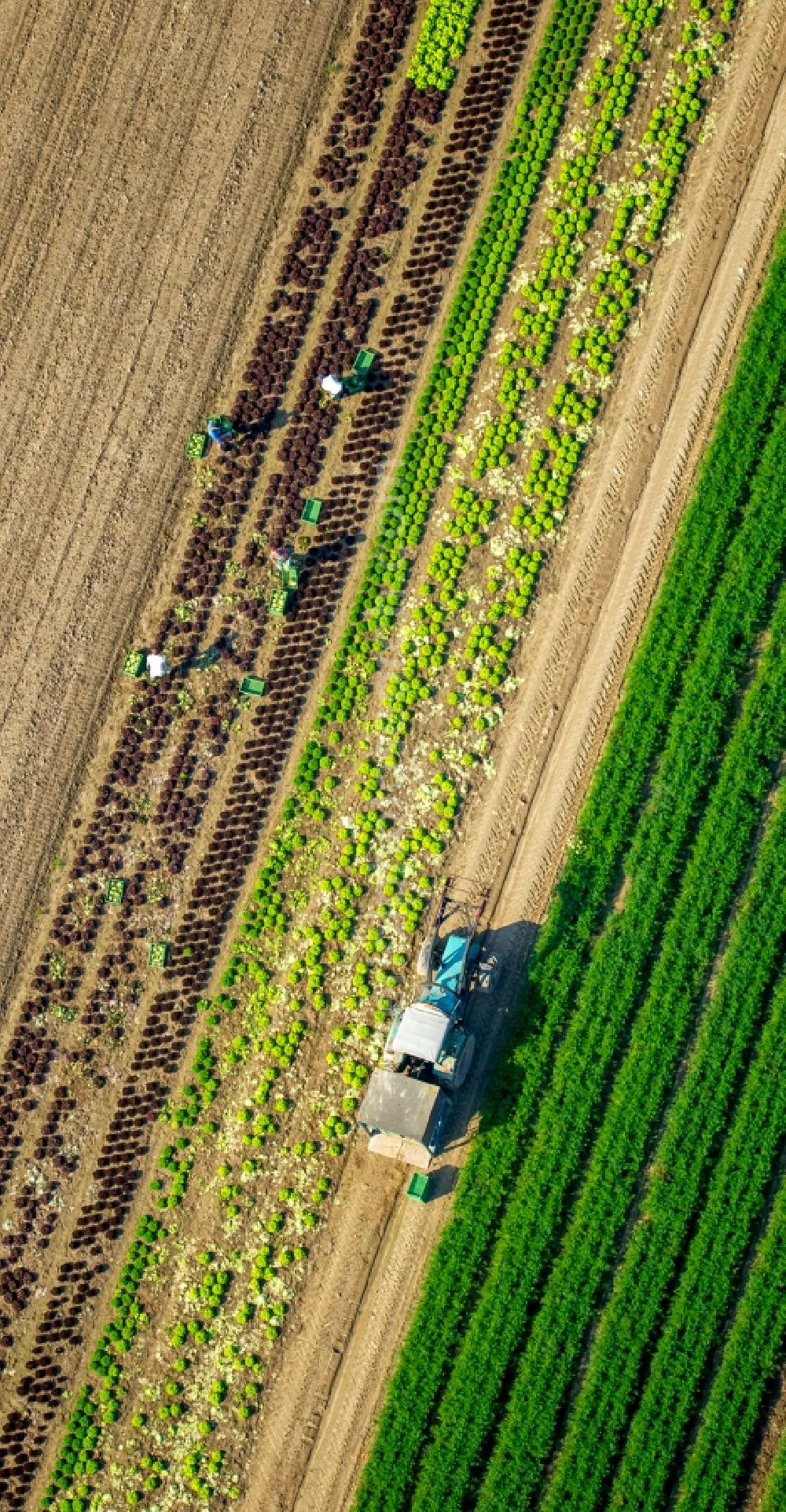 Löhne from the bird's eye view: Harvest use of heavy agricultural machinery - combine harvesters and harvesting vehicles on agricultural fields in Loehne in the state North Rhine-Westphalia