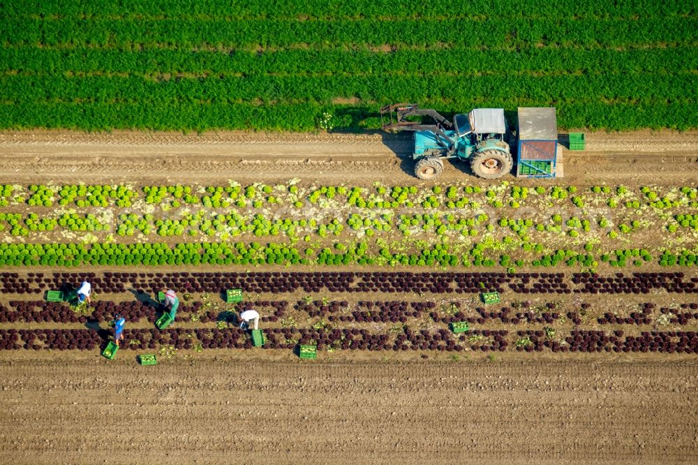 Aerial photograph Löhne - Harvest use of heavy agricultural machinery - combine harvesters and harvesting vehicles on agricultural fields in Loehne in the state North Rhine-Westphalia