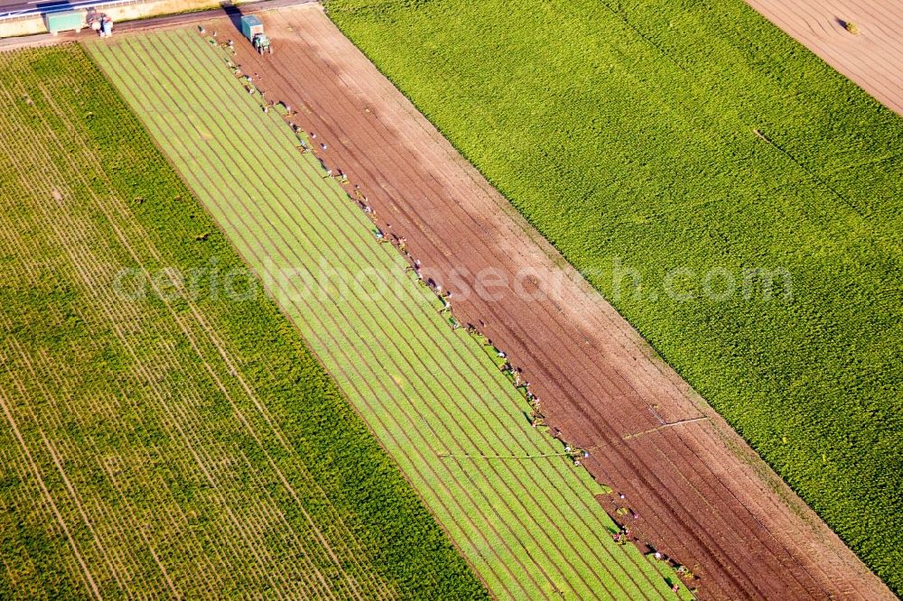 Aerial photograph Mutterstadt - Harvest use of heavy agricultural machinery - combine harvesters and harvesting vehicles on agricultural fields in Mutterstadt in the state Rhineland-Palatinate