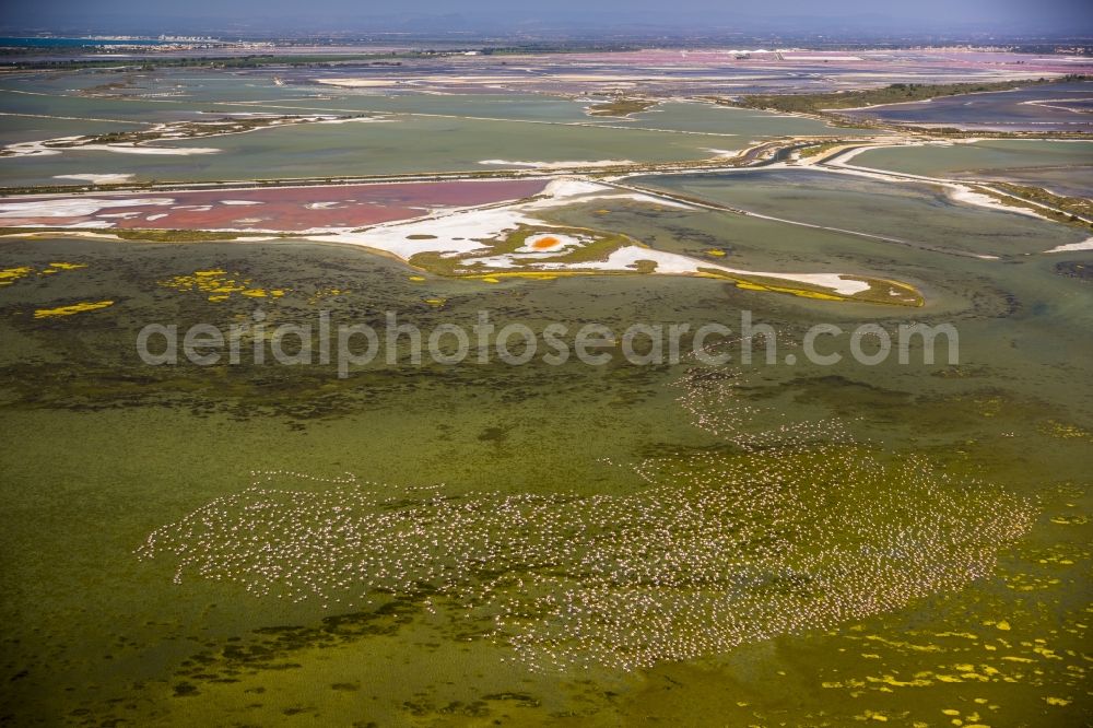 Aerial image Saintes-Maries-de-la-Mer - Flamingos flock to the mouth of the Rhone the Camargue, Saintes-Maries-de-la-Mer in France