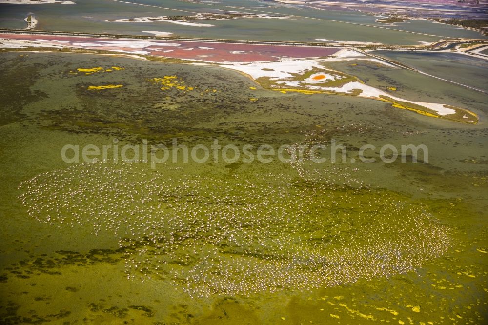 Aerial photograph Saintes-Maries-de-la-Mer - Flamingos flock to the mouth of the Rhone the Camargue, Saintes-Maries-de-la-Mer in France