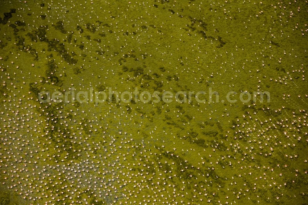 Aerial image Saintes-Maries-de-la-Mer - Flamingos flock to the mouth of the Rhone the Camargue, Saintes-Maries-de-la-Mer in France