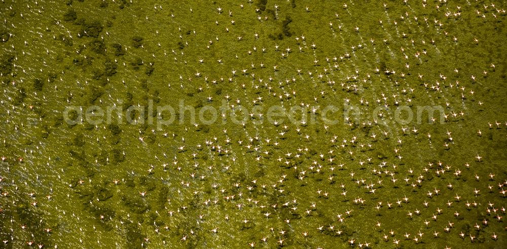 Aerial photograph Saintes-Maries-de-la-Mer - Flamingos flock to the mouth of the Rhone the Camargue, Saintes-Maries-de-la-Mer in France