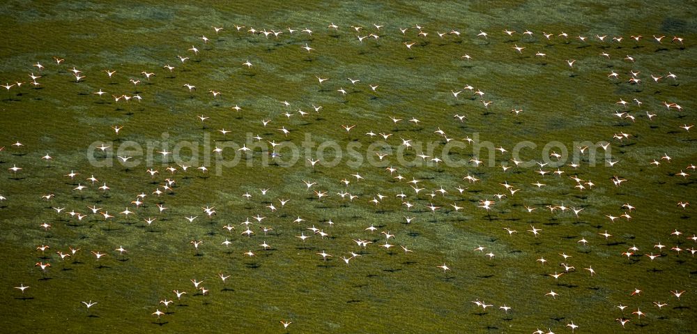 Aerial photograph Saintes-Maries-de-la-Mer - Flamingos flock to the mouth of the Rhone the Camargue, Saintes-Maries-de-la-Mer in France