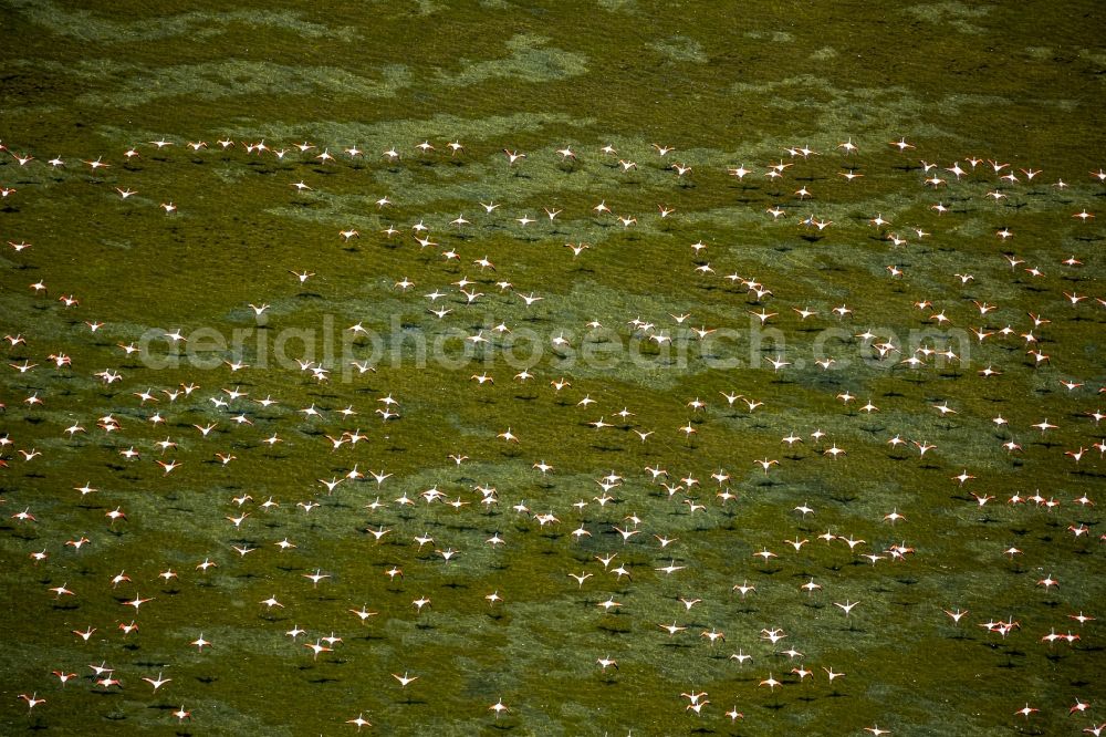 Saintes-Maries-de-la-Mer from the bird's eye view: Flamingos flock to the mouth of the Rhone the Camargue, Saintes-Maries-de-la-Mer in France