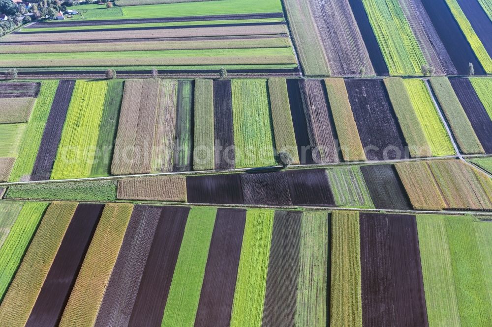 Ehekirchen from above - Colored field in rows landscape at Donaumoos in Ehekirchen in Bavaria