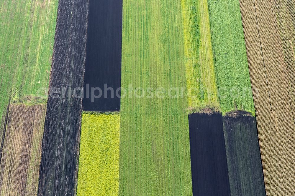 Ehekirchen from the bird's eye view: Colored field in rows landscape at Donaumoos in Ehekirchen in Bavaria