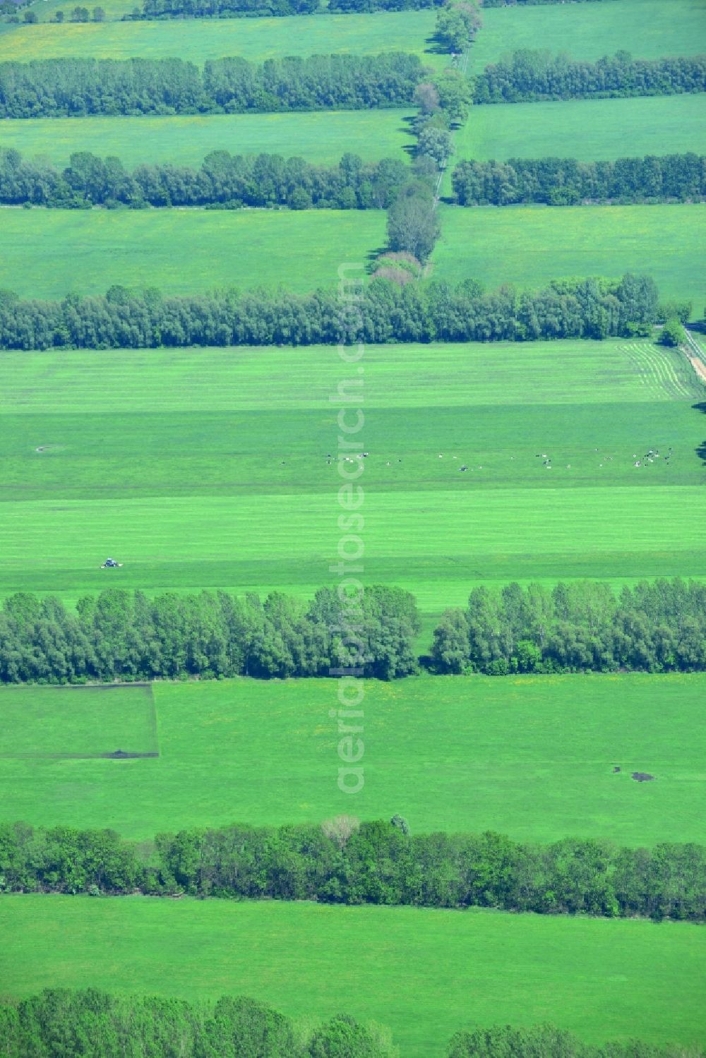 Manker from the bird's eye view: Field Landscape with tree lines - limits on Manker in Brandenburg