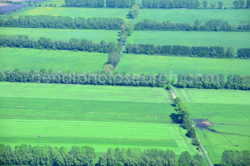 Aerial image Manker - Field Landscape with tree lines - limits on Manker in Brandenburg