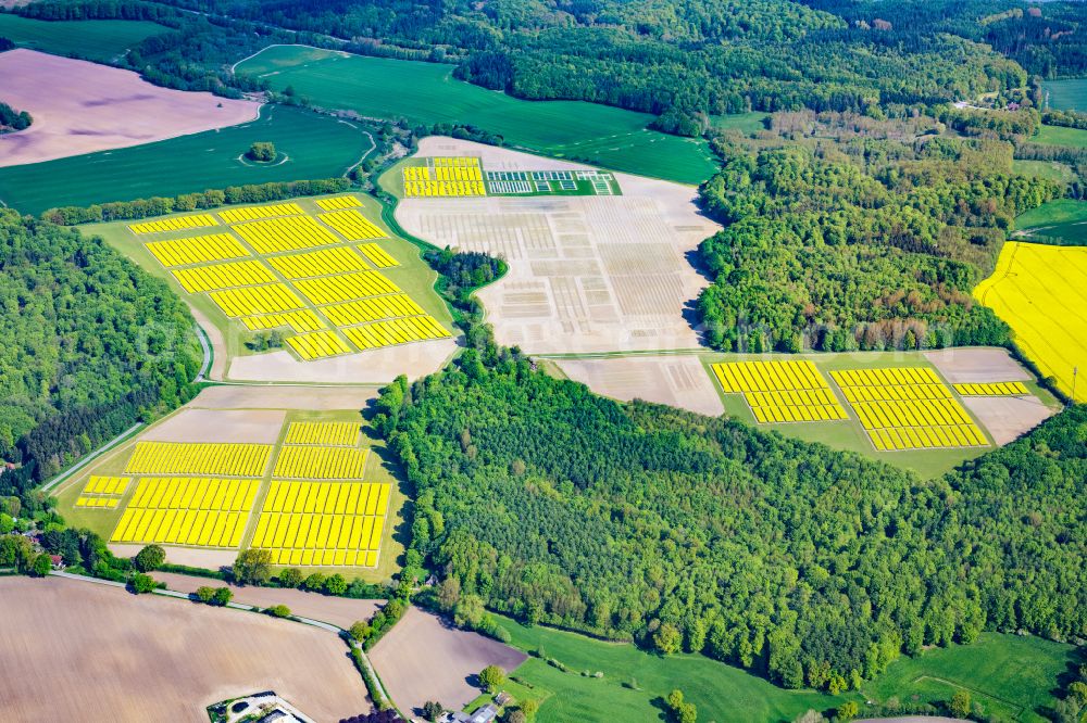 Altenhof from the bird's eye view: Field landscape yellow flowering rapeseed flowers in Altenhof in the state Schleswig-Holstein, Germany