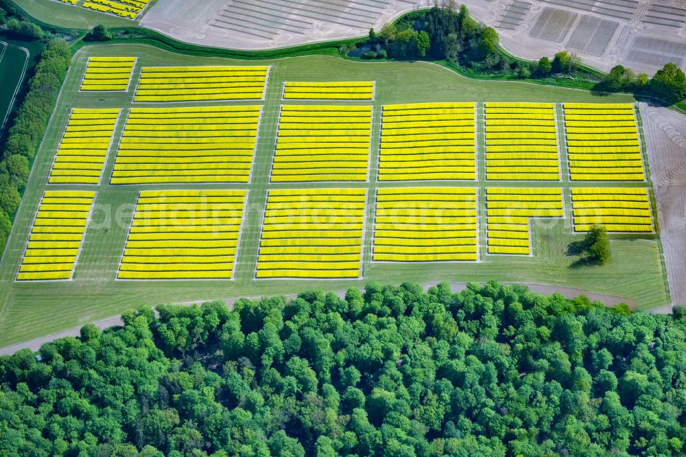 Altenhof from above - Field landscape yellow flowering rapeseed flowers in Altenhof in the state Schleswig-Holstein, Germany