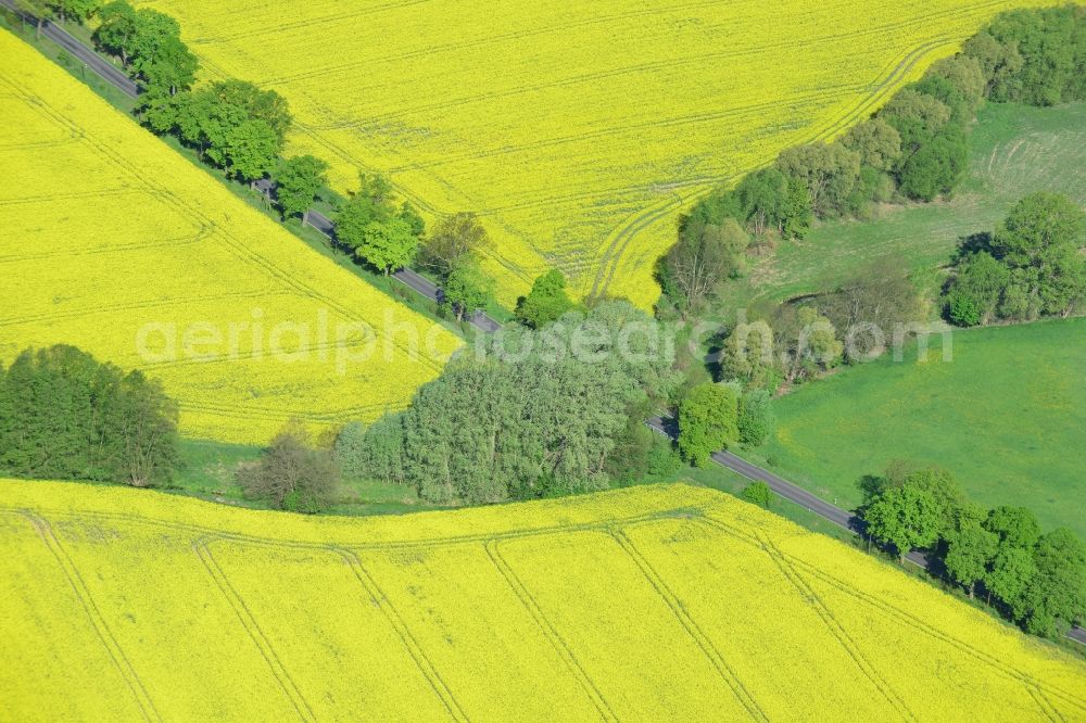 Altlandsberg from the bird's eye view: Field landscape yellow flowering rapeseed flowers in Altlandsberg in the state Brandenburg