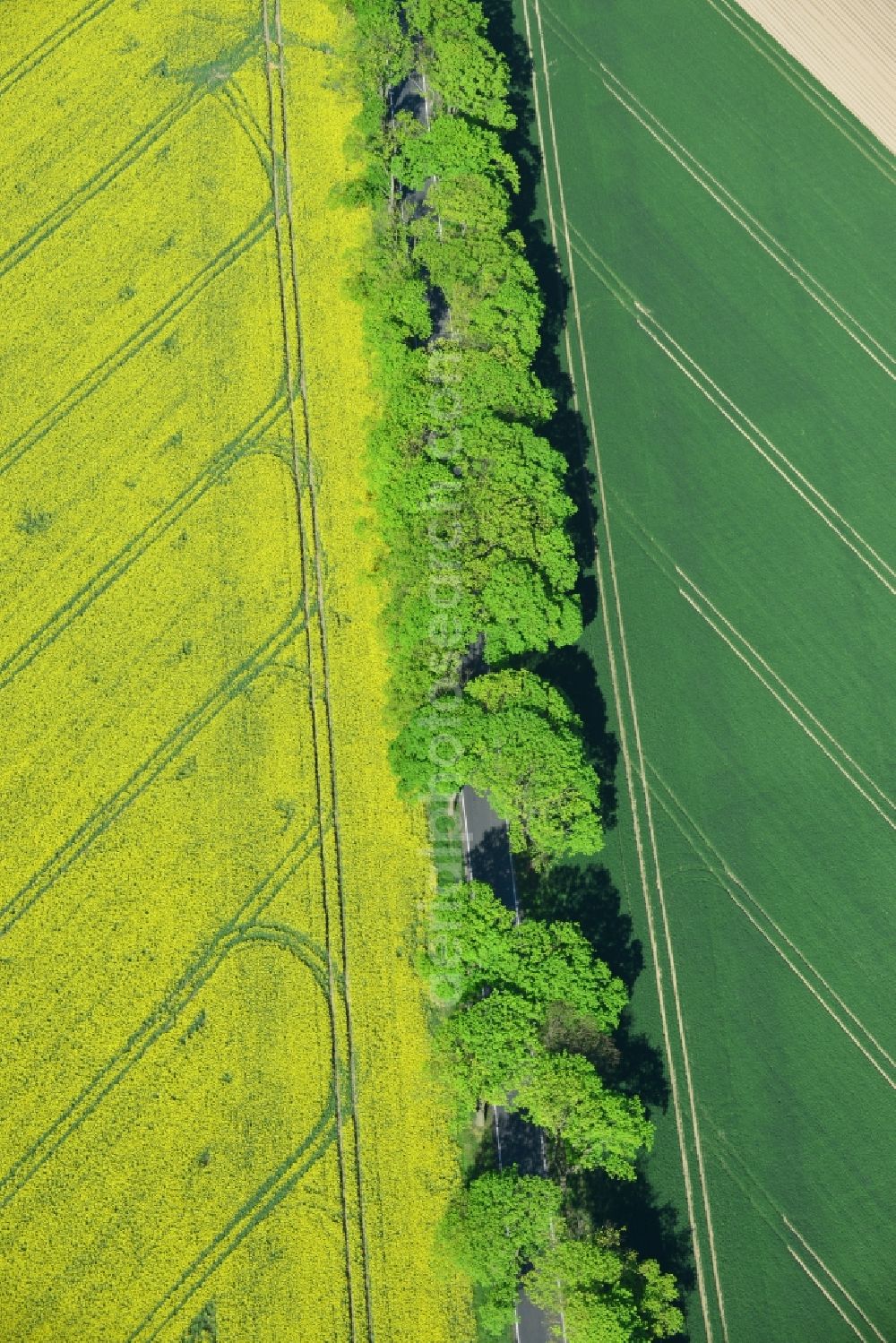 Aerial image Altlandsberg - Field landscape yellow flowering rapeseed flowers in Altlandsberg in the state Brandenburg